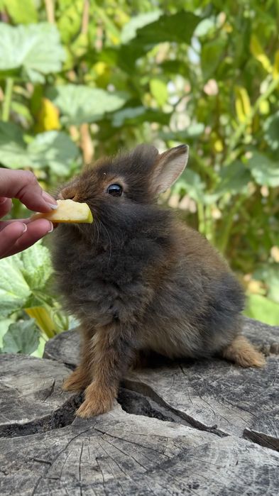 Продается кролики ангорка