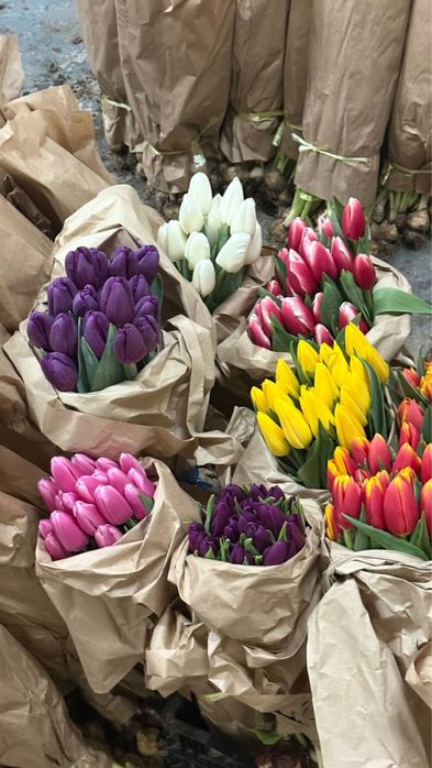 Тюльпаны оптом и в розницу