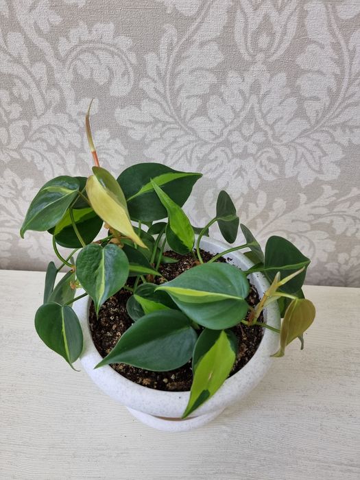 Филодендрон Бразил