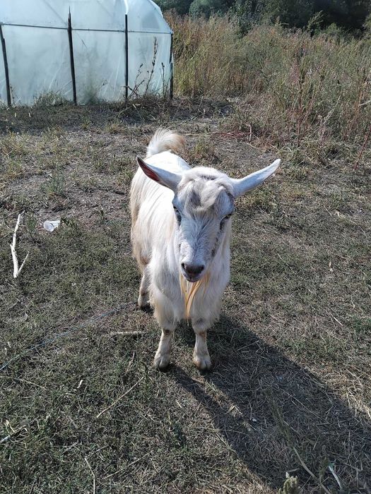 Țap de un an jumate