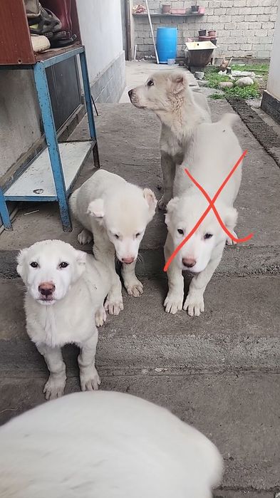 Алабай щенки на продаже