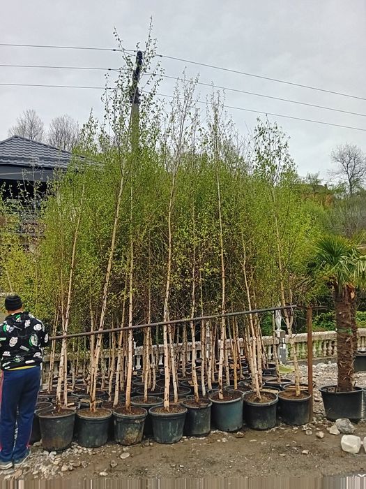 Plante irigatii gazon