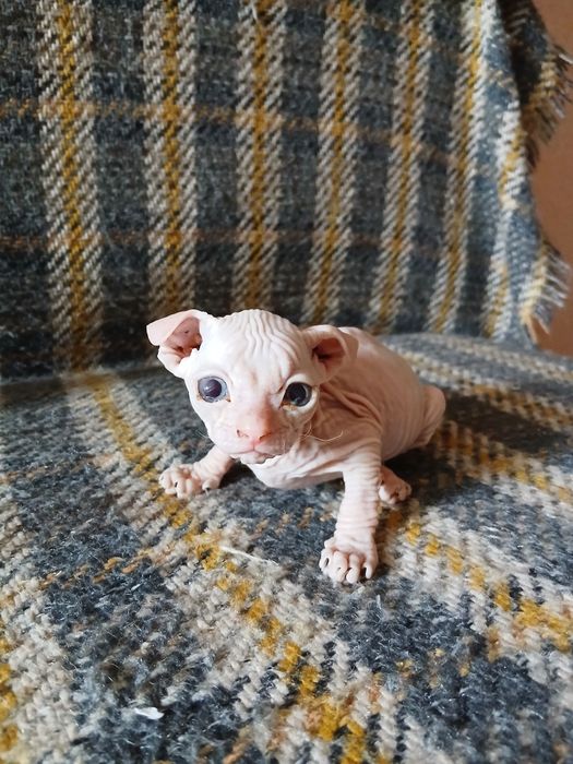 Продам милых котят.