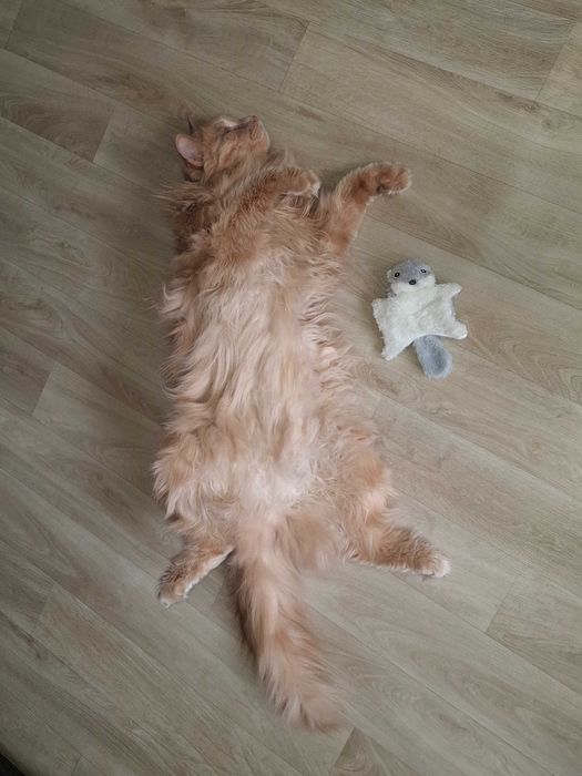 КошкоНяня с выездом на дом
