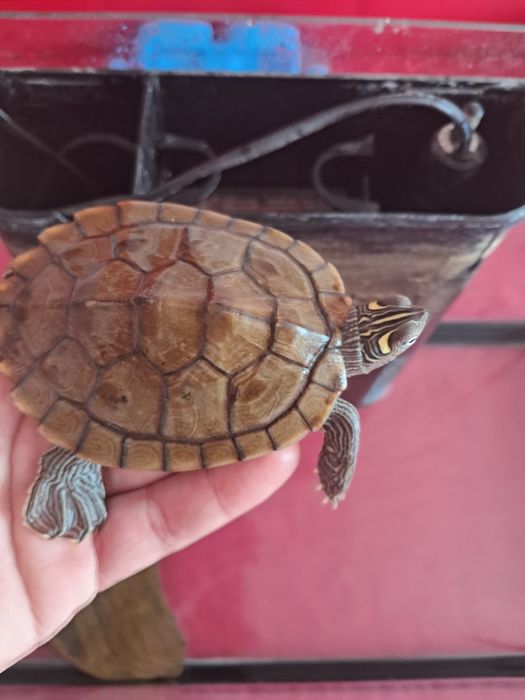 Vand broasca testoasa