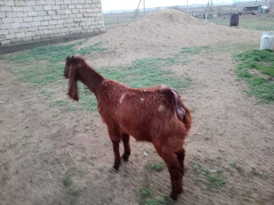 Нуб комари сатылады