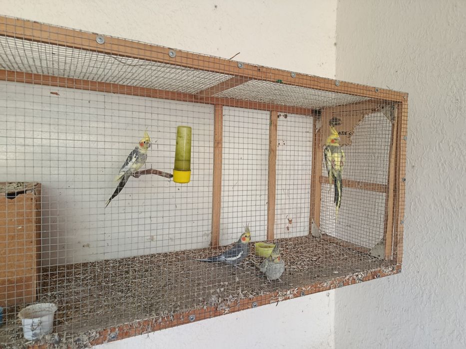 4 та Карелла попугай кафаси Билан