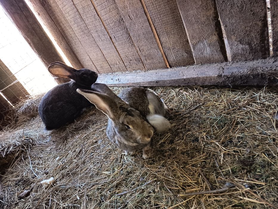 vând iepuri germani