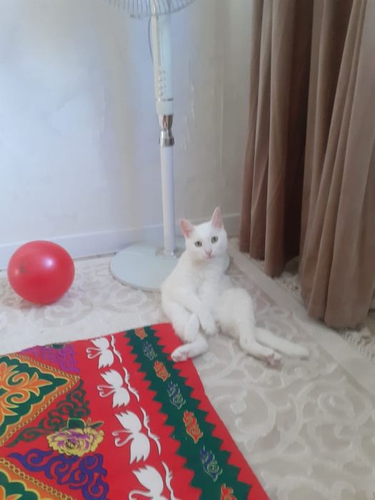 Дам хорошии руки кота