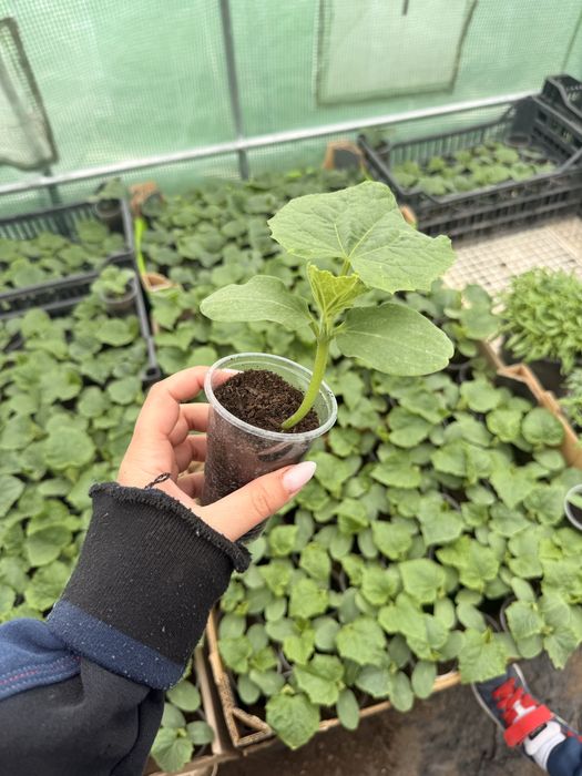 Разсад краставици