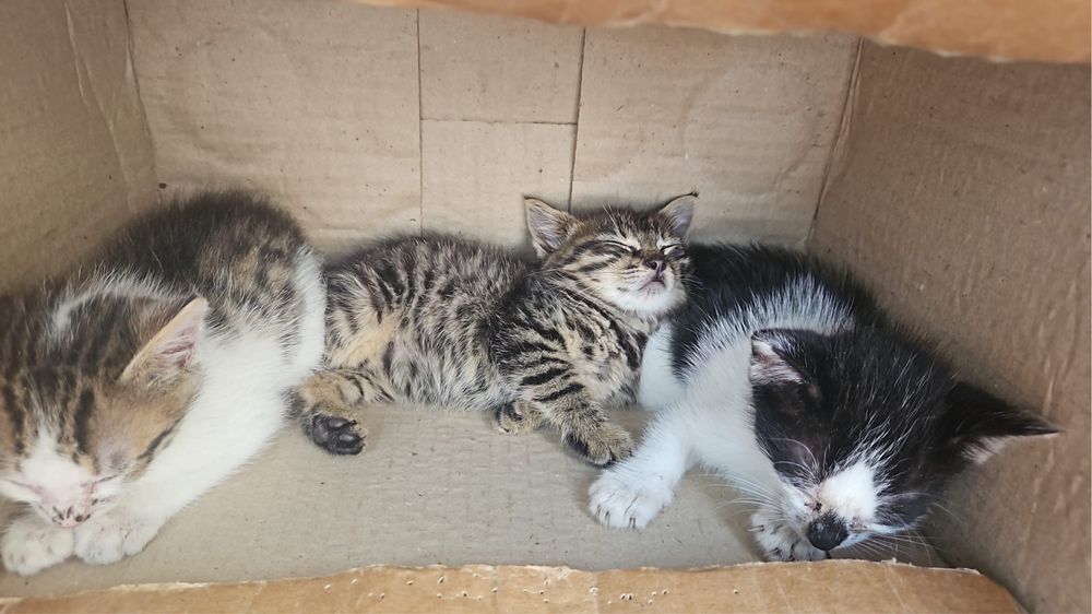 Motani spre Adopție