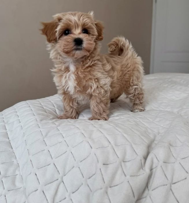 Fetiță Maltipoo Apricot