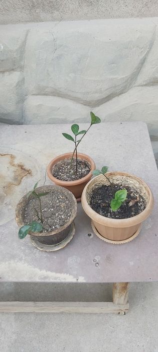 Цветы различных видов