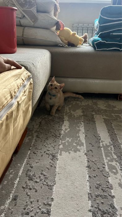Рыжий котенок продам