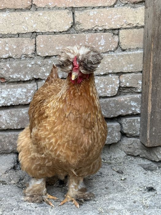 Разплодени яйца от кохинхин