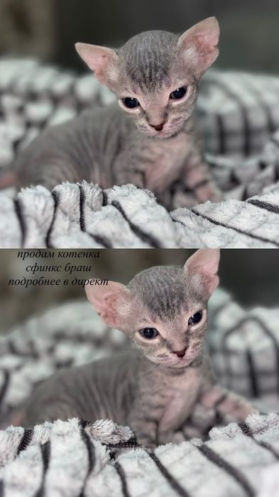 Продам котенка сфинкс