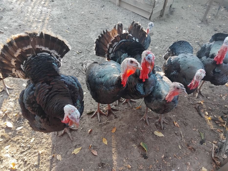 Vând curcani și curci