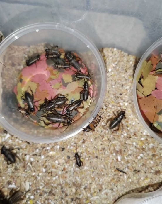 Сверчек живой кормовой