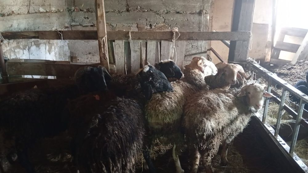 Қойлар  сатылады. Продам баранов.