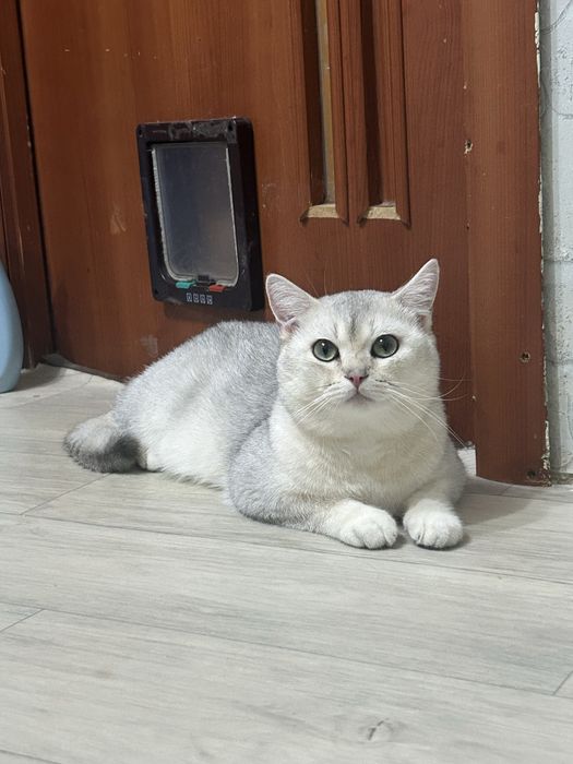 Кот на взяку  британский