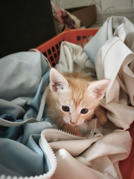 Отдам котят в добрые руки