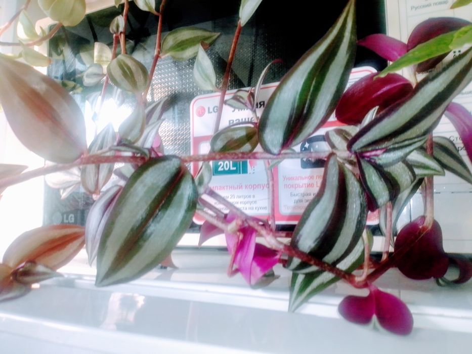 Продам комнатный цветок