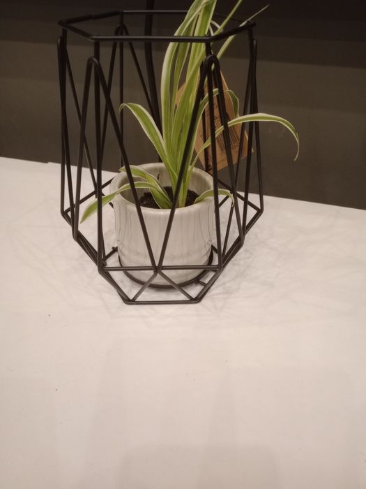 Зелени живи  растения в кашпи