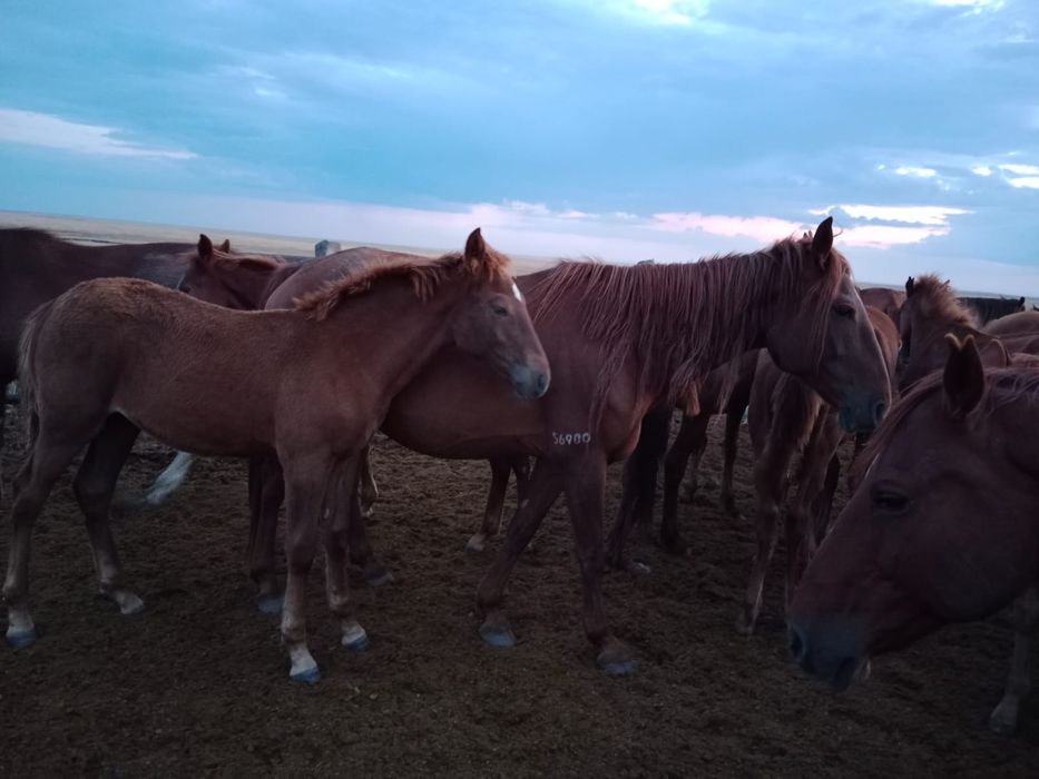 Продам кобылу с жеребенком