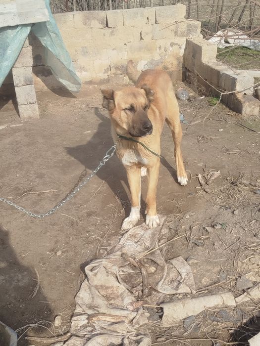 Турецкий Кангал 10 мес