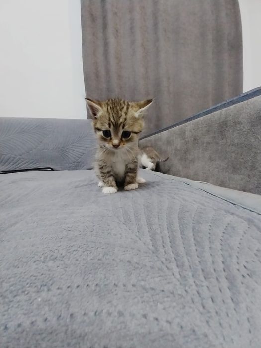 Отдам котят в хорошие руки