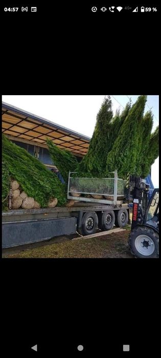 Platani leyladi mesteacăn tei catalpa