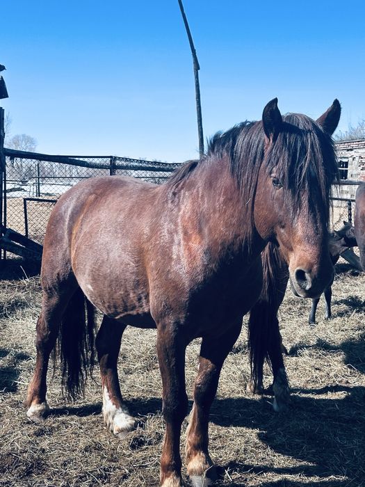 Жеребец 6 лет полу тяж