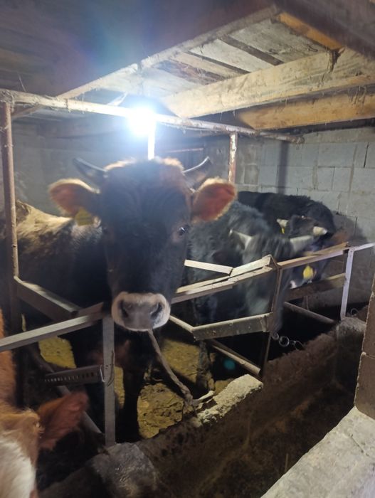 Продам бычки на откорме.