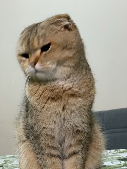 Вязка! Nasil olish!