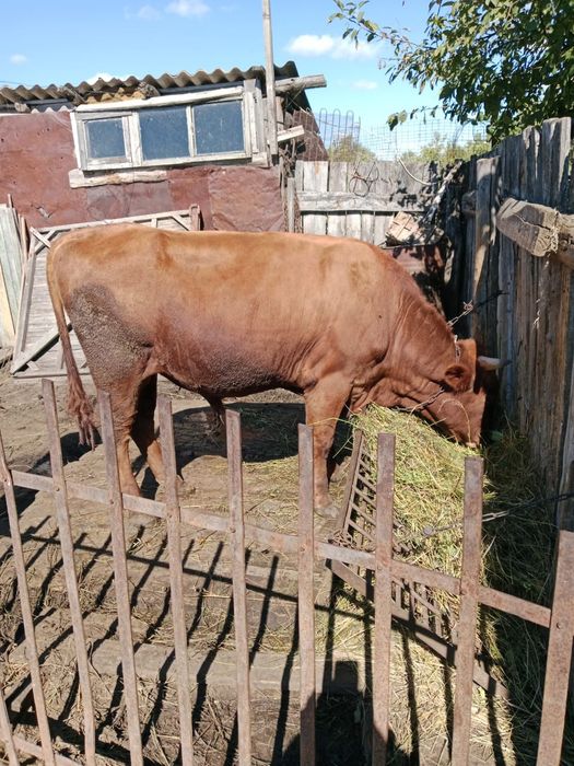 Продам быка,1год и 4месяца