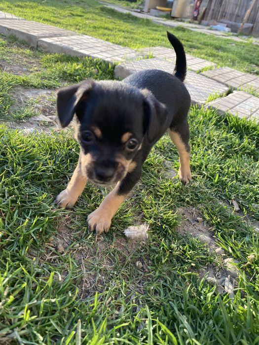 Продавам мини пинчер