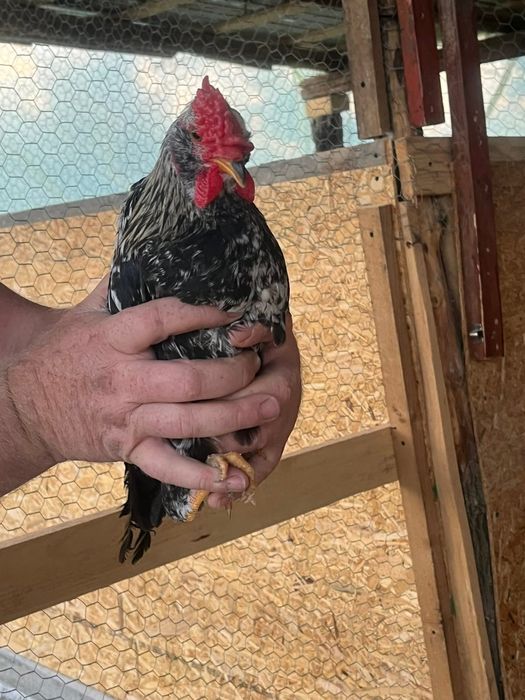 Rate pui cocosi de vanzare
