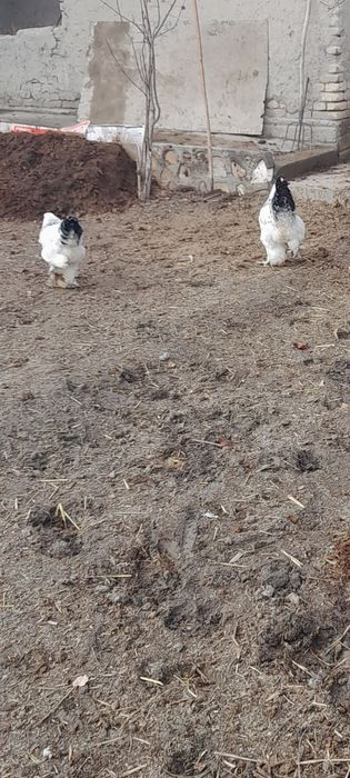 Светлый брама жужа хурозлари 200мингдан макиёнга бартер зам киламиз