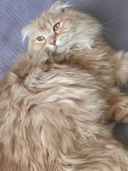 Шотланлский лиловый юный кот