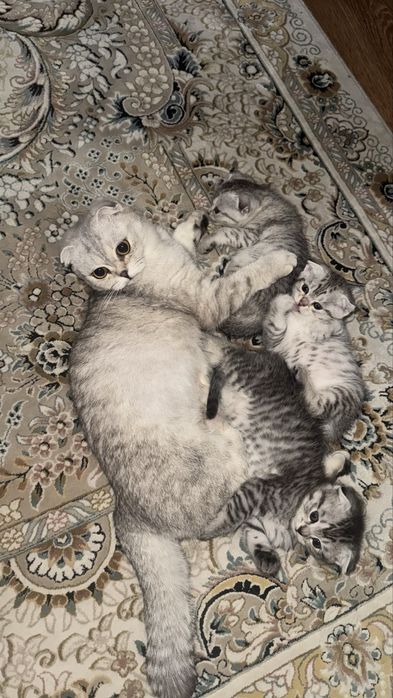 Шотланская вислоухая (Scottish Fold)