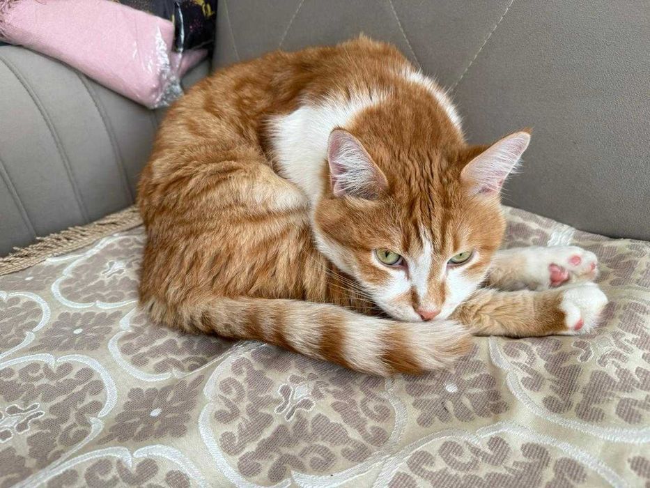 Отдадим Кота в добрые руки