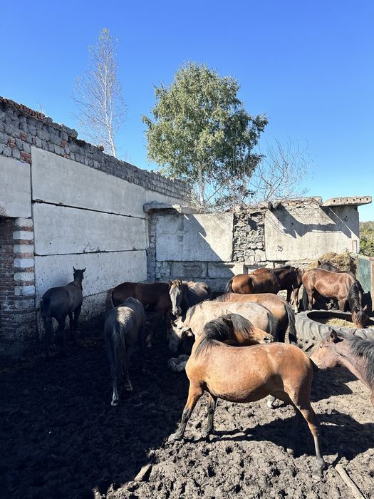 Продам тайчиков с откорма!