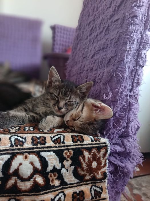 Котята Кызлорда 4 котенка