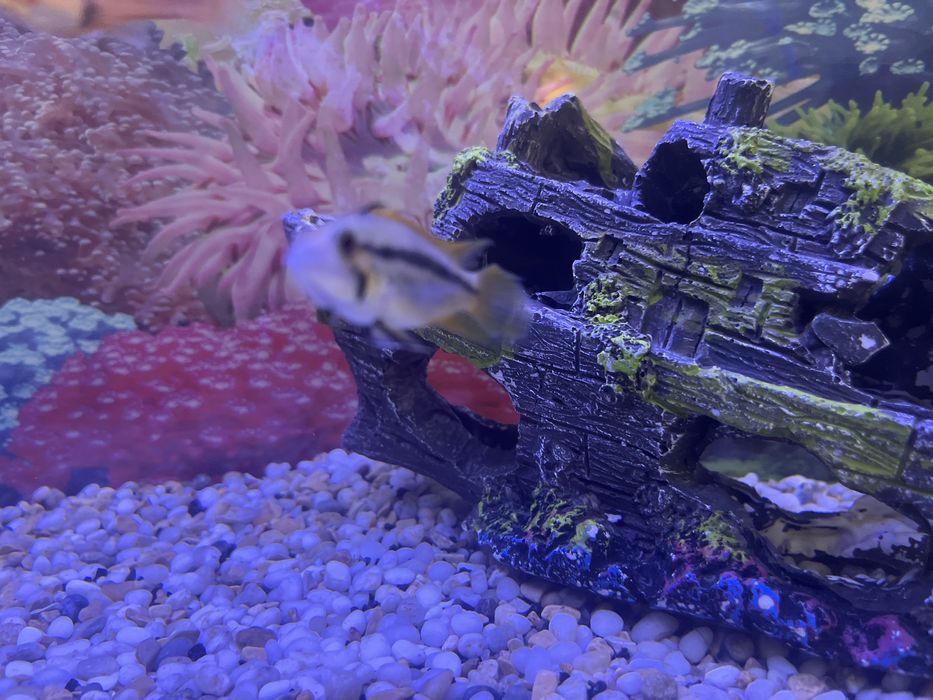 Апистограмма агассица