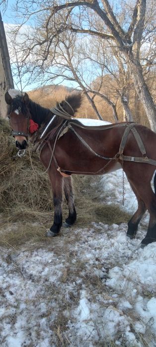 Vând mânză cu vârsta 2,5 ani