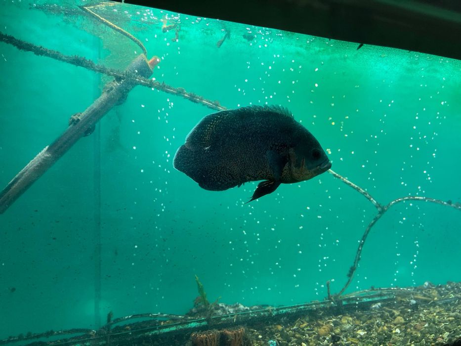 Аквариум учун балик