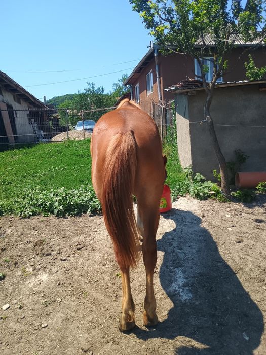 Vând mânză de 1 an