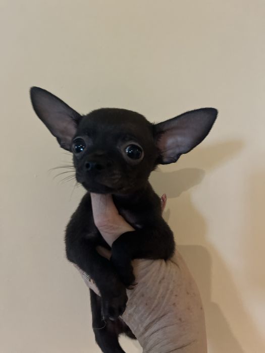 Baietel Chihuahua mini
