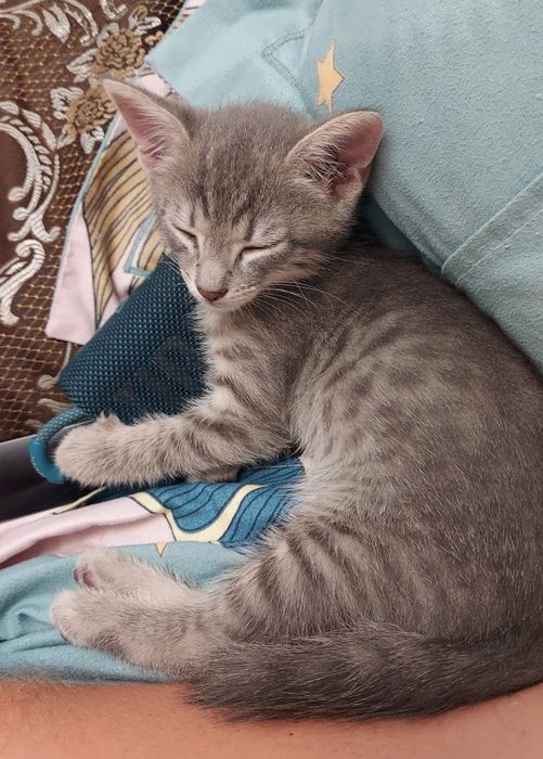 Котик ищет дом,мальчик
