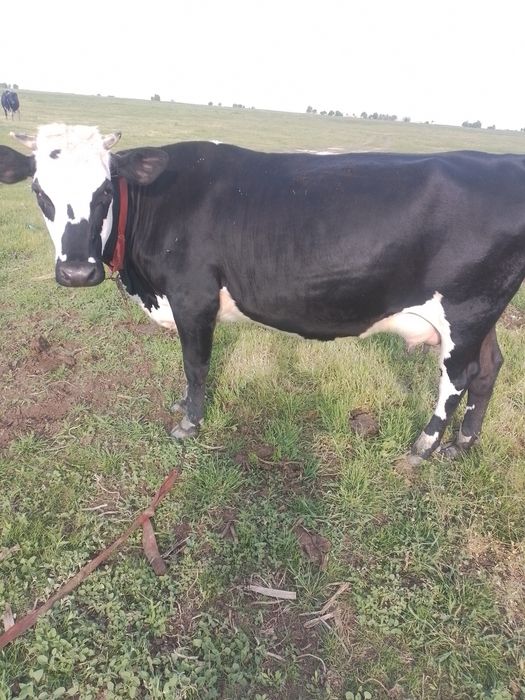 Vaci de vânzare  bune de lapte ,montate recent,blânde tinere la al 2 vitel